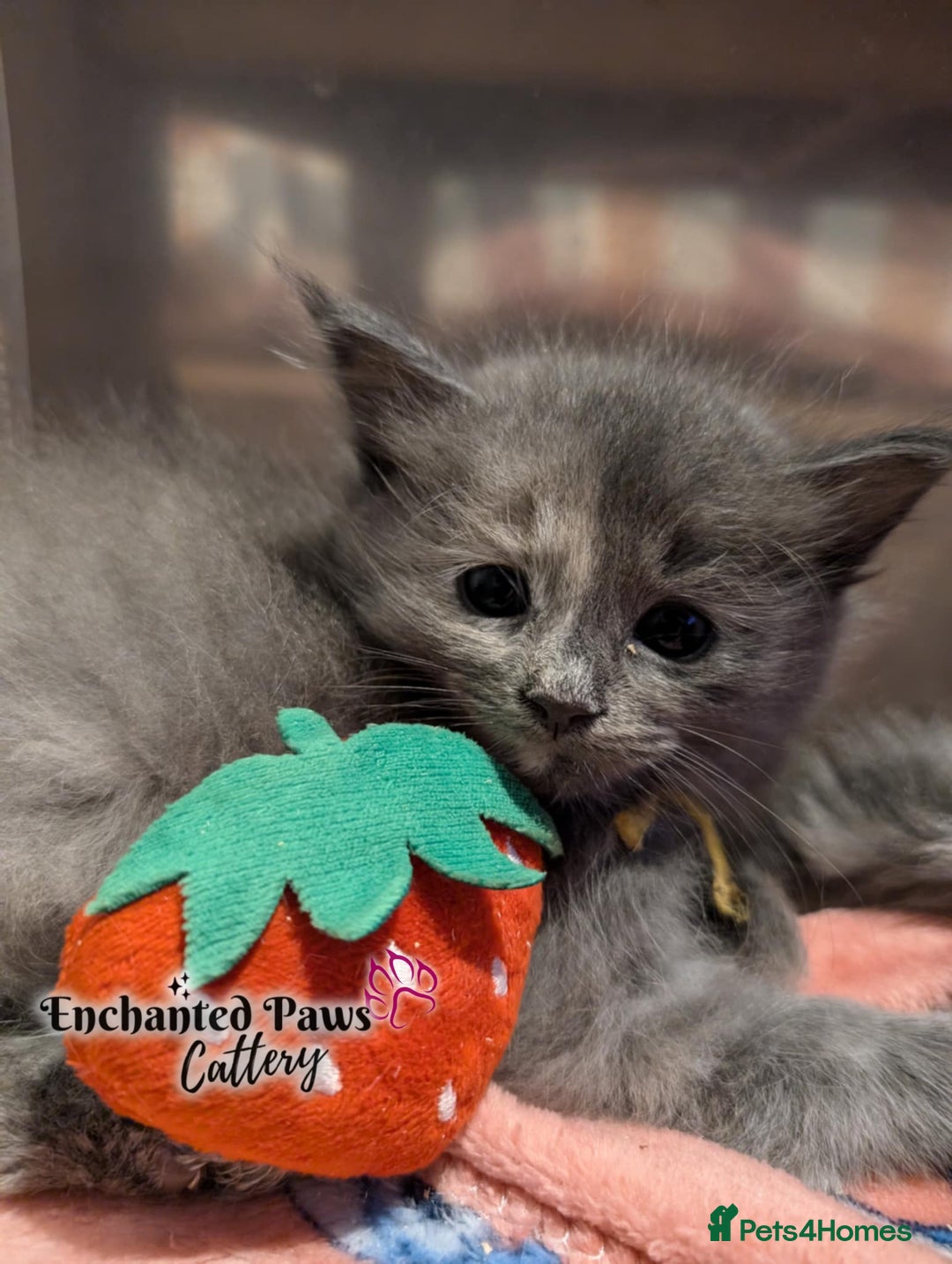 Ragcoon cats for sale: Stunning Ragcoon kittens! - Image 16