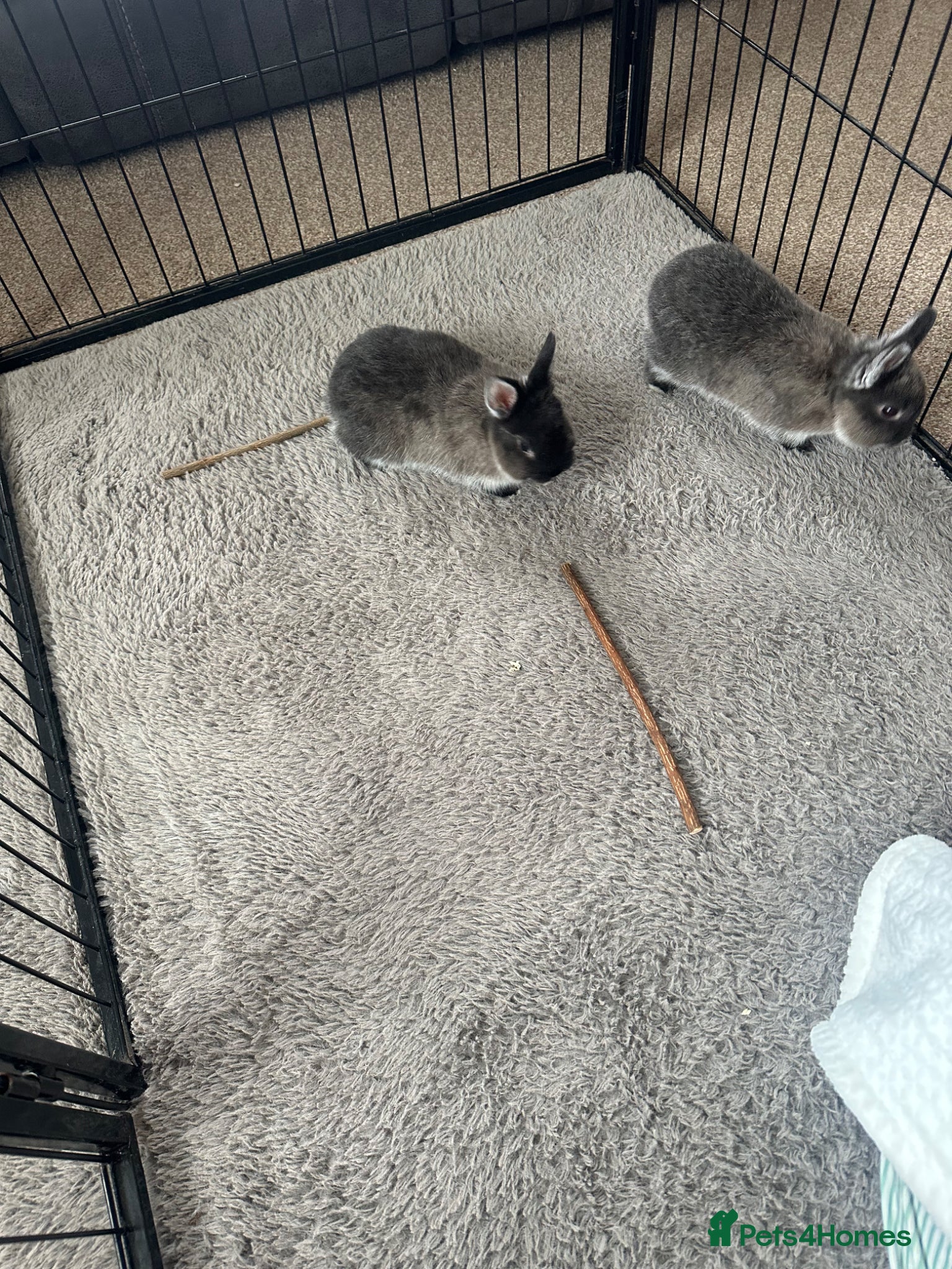 Netherland Dwarf rabbits 2 Male Netherlands Dwarf Rabbits - Advert 1