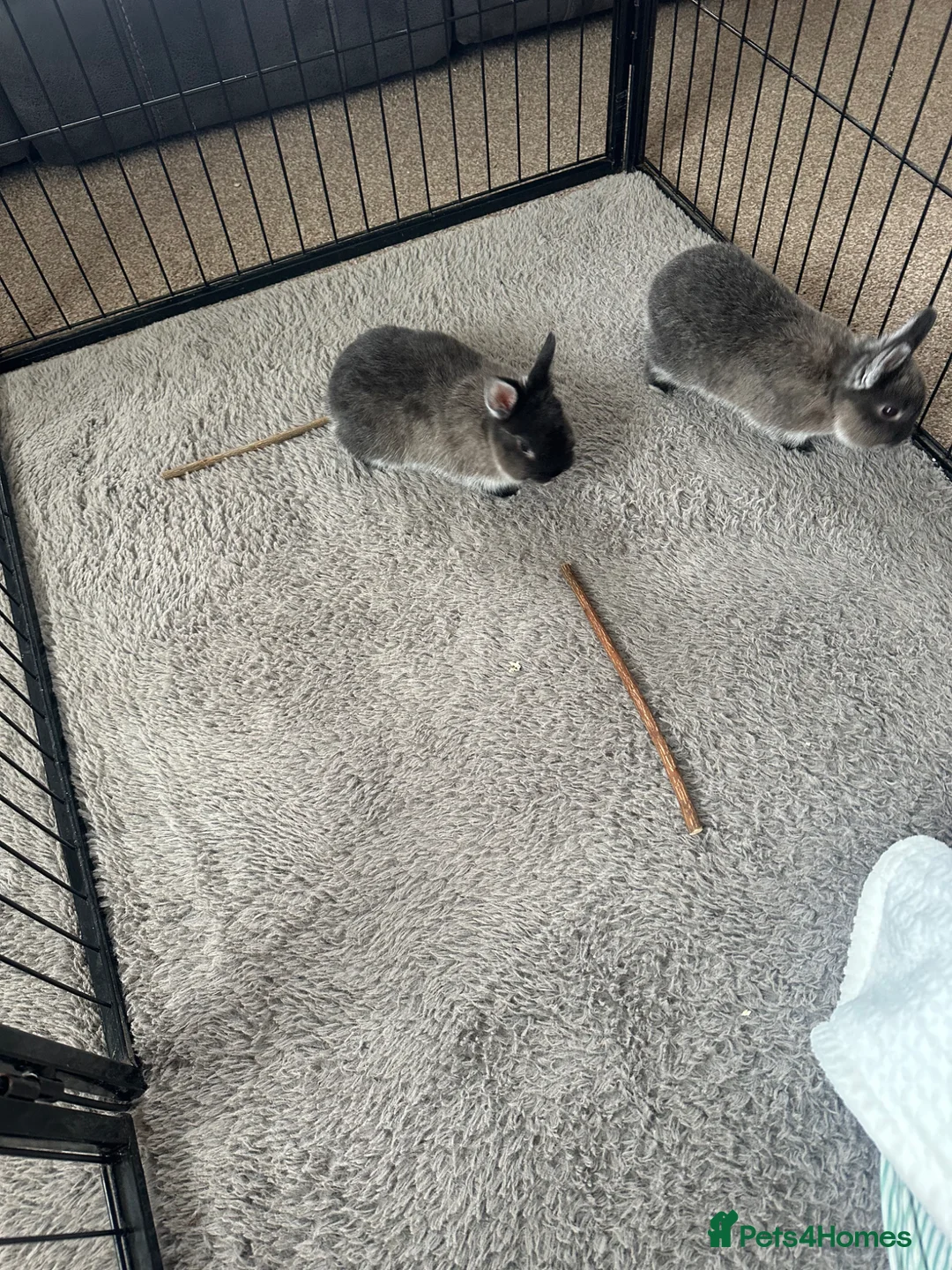 Netherland Dwarf rabbits for sale: 2 Male Netherlands Dwarf Rabbits in Sheffield - Advert 1