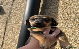 Mixed Breed dogs for sale: Husky cross dashound  - Image 5