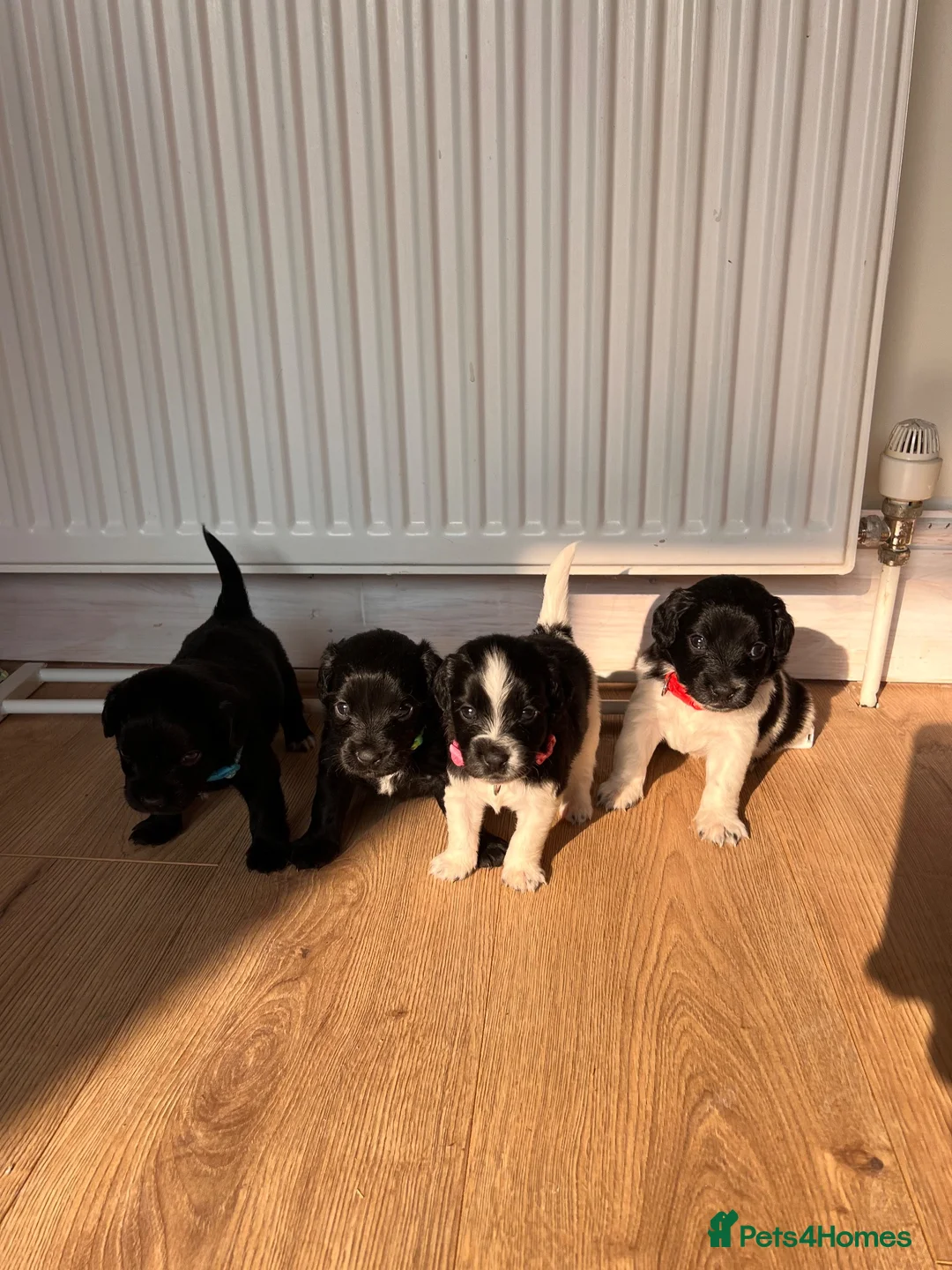 Jackapoo dogs for sale: Gorgeous Jackapoo puppies for sale  - Advert 2