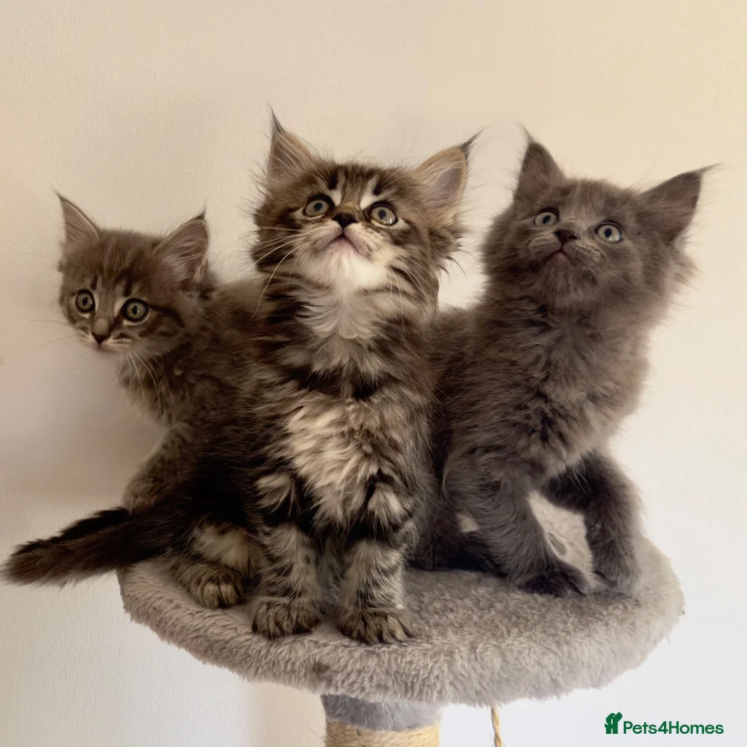 Mixed Breed cats for sale: Maine coon x ragdoll kittens - READY this weekend  - Advert 2