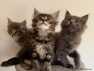 Mixed Breed cats READY NOW -Maine coon x ragdoll kittens - Advert 2