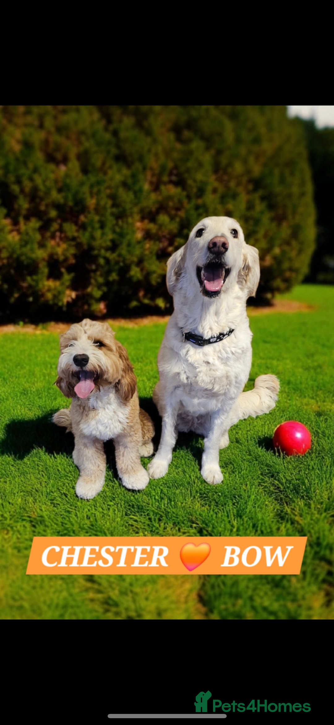 Mixed Breed dogs for sale: Australian double doodles  - Advert 6