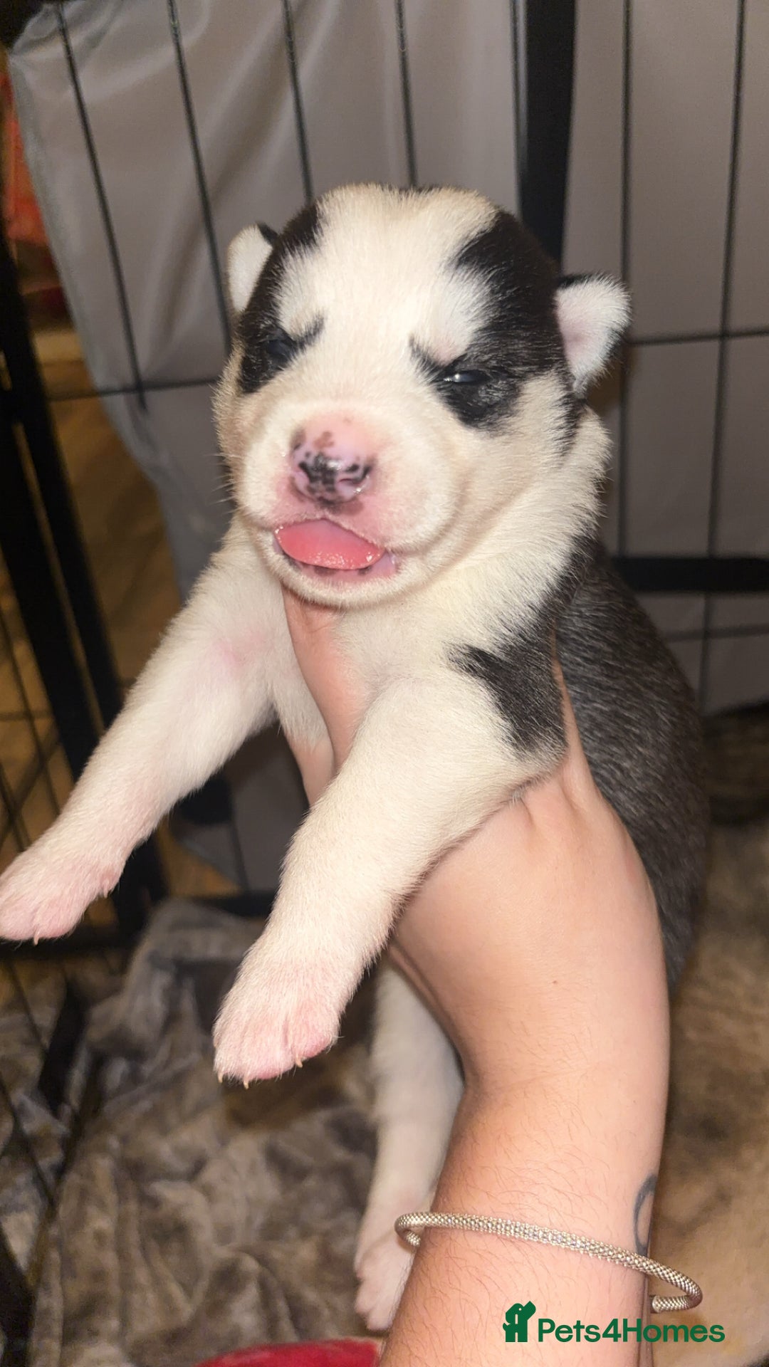 Siberian Husky dogs for sale: 6 Beautiful Siberian Husky’s ❤️ - Advert 25