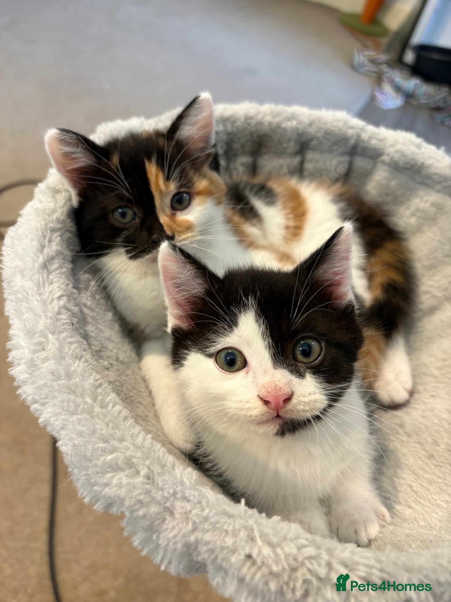 Domestic Shorthair cats Cute kittens  - Advert 13