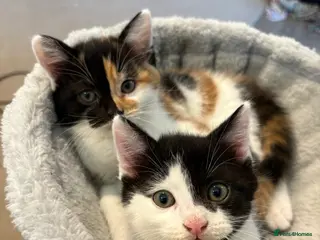 Domestic Shorthair cats Cute kittens - Advert 13