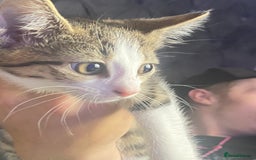Mixed Breed cats for sale: 10 weeks old kittens ready to leave  - Image 8
