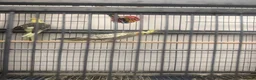 Cockatiels birds for sale: 2 female 1 male - Advert 2