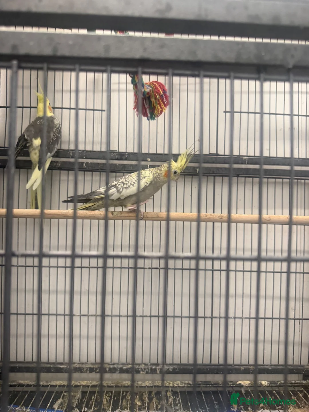 Cockatiels birds for sale: 2 female 1 male - Advert 2