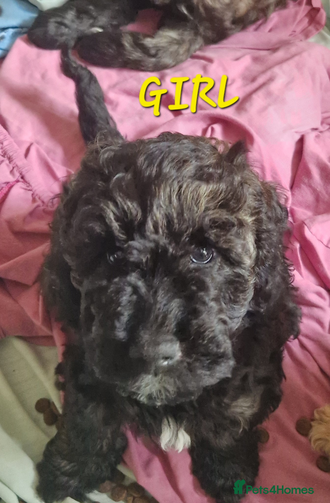 Cockapoo dogs Vet checked F1b Cockapoos - Advert 14