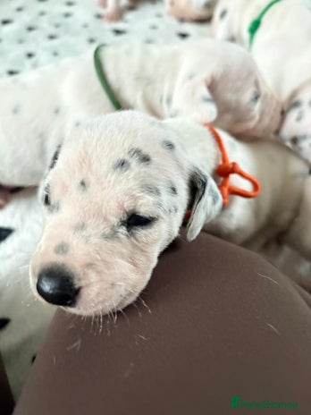 Dalmatian dogs - Advert 1