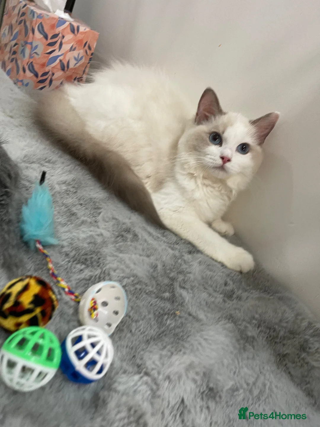 Ragdoll cats for sale: Tica registeredChampion breed Ragdoll kittens - Advert 2
