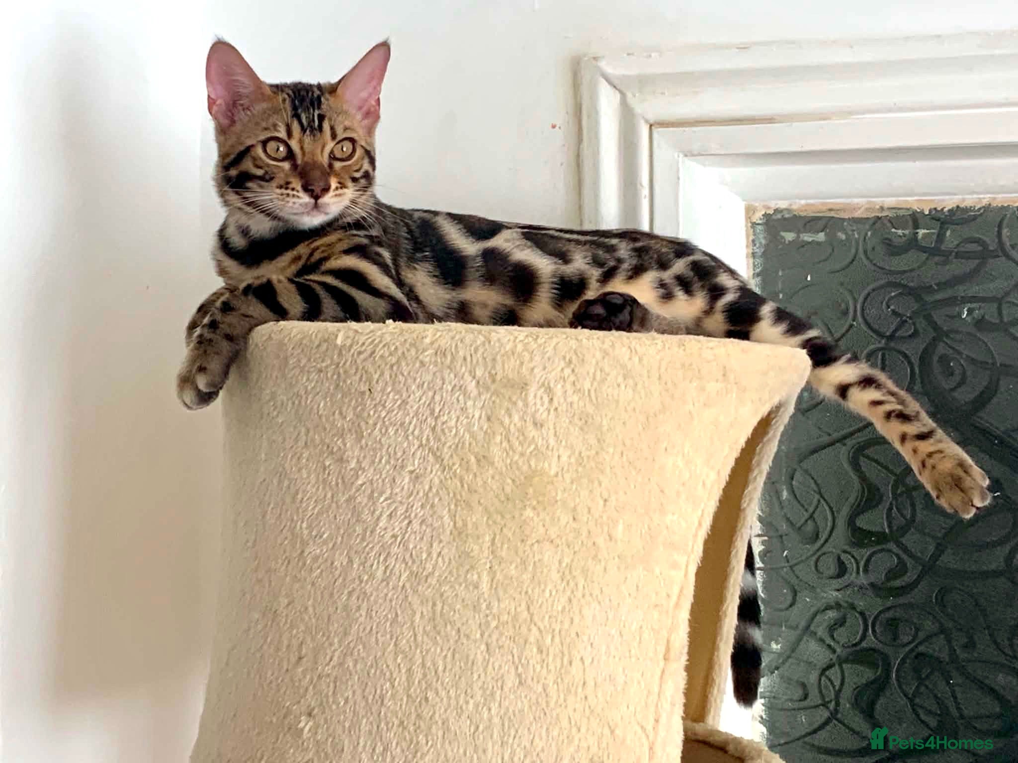 Bengal cats ✨TICA REGISTERED BENGAL BOYS-£650-READY NOW😻 - Advert 2