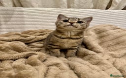 British Shorthair cats for sale: READY LONDON RARE 2 PAIRS - Advert 2