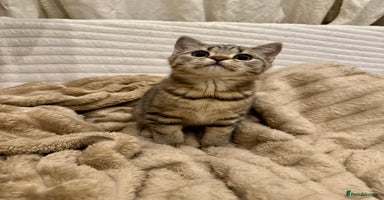 British Shorthair cats READY LONDON RARE 2 PAIRS - Advert 4