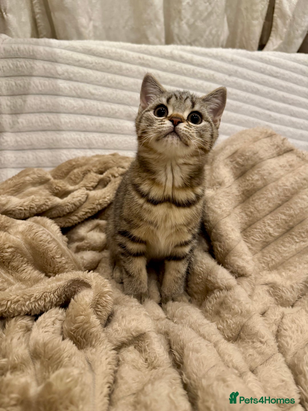 British Shorthair cats for sale: READY LONDON RARE 2 PAIRS - Advert 2