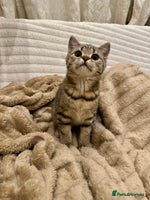 British Shorthair cats READY LONDON RARE 2 PAIRS - Advert 11