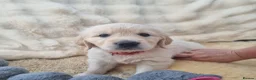 Golden Retriever dogs for sale: 5 Left- Champion Line KC Golden Retriever Puppies  - Advert 8