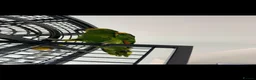 Parrots birds for sale: 10 month old blue fronted amazon in Bournemouth - Advert 3