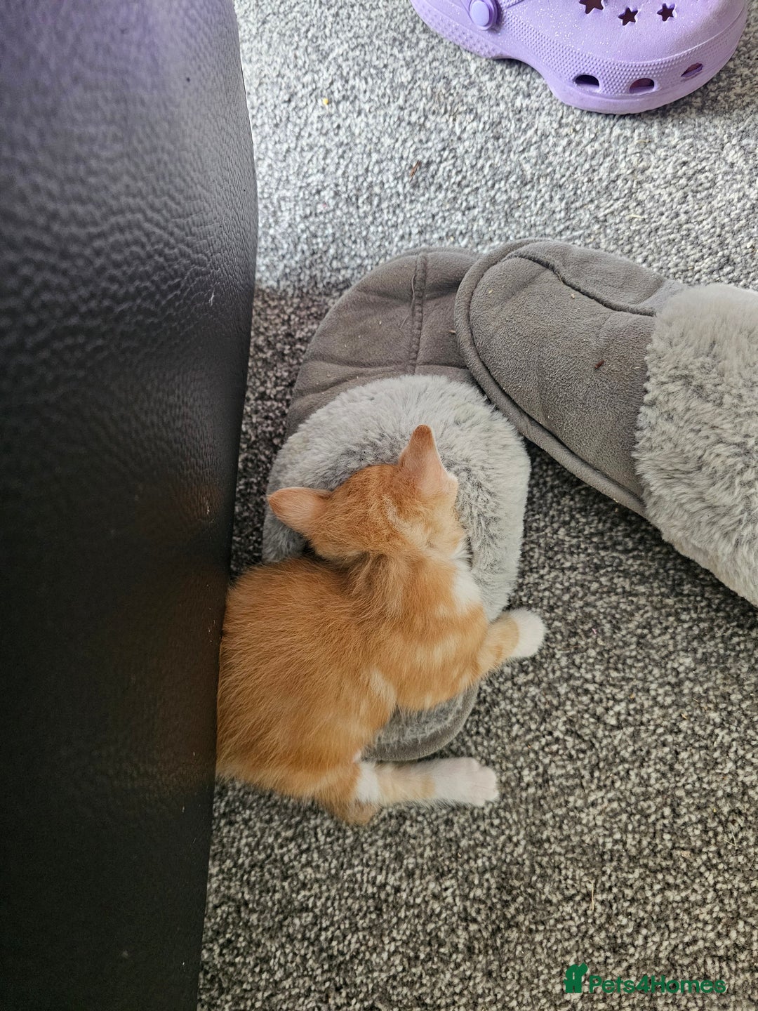 British Shorthair cats for sale: Male and female kittens for sale  - Image 8
