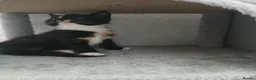 Mixed Breed cats for sale: 5 beautiful kittens for sale - Advert 6
