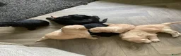 Cockapoo dogs for sale: 2 male cockapoo black puppies  in Peebles - Advert 6