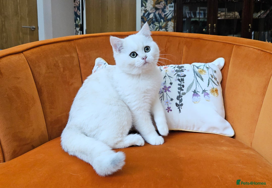 Scottish Fold cats for sale: Excellent Scottish straight kittens  - Image 17