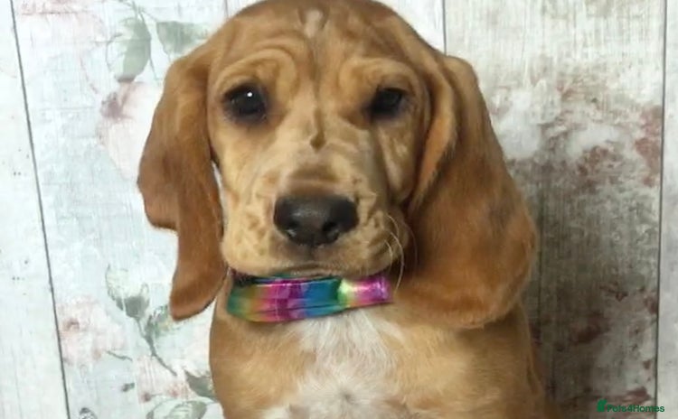 Mixed Breed dogs - Advert 14