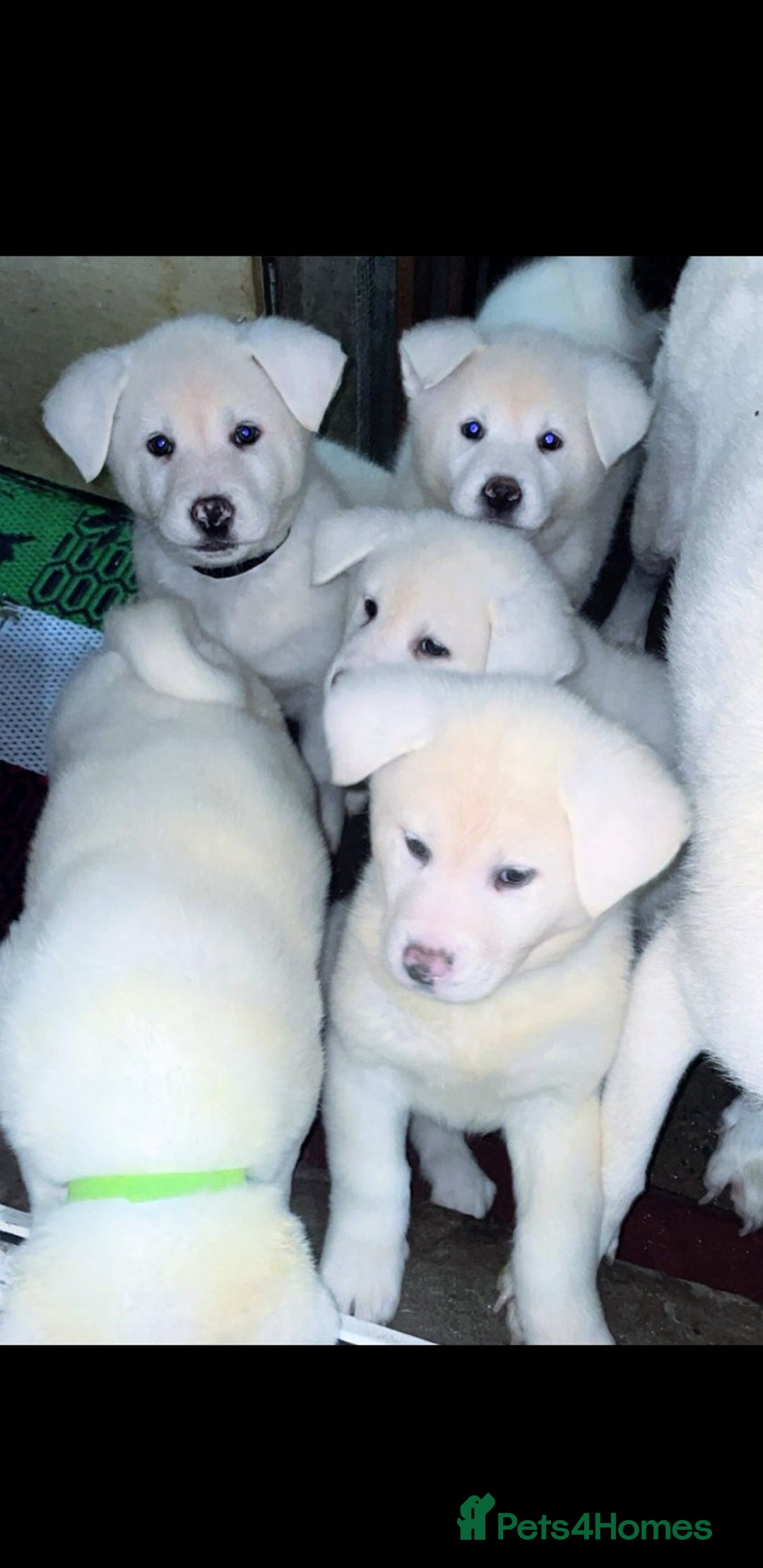 Japanese Akita Inu dogs for sale: Japanese Akita Inu Puppies  - Advert 5