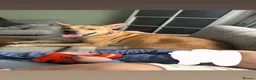 Mixed Breed dogs for sale: Kinder  - Advert 3