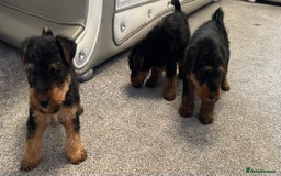 Welsh Terrier dogs for sale: Welsh terrier Puppies - Image 2
