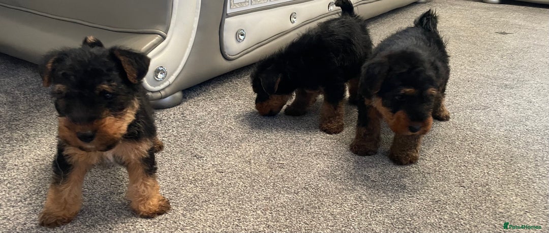 Welsh Terrier dogs for sale: Welsh terrier Puppies - Image 2