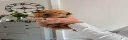 Labrador Retriever dogs for sale: Red Fox Labrador Puppies in Basingstoke - Advert 3