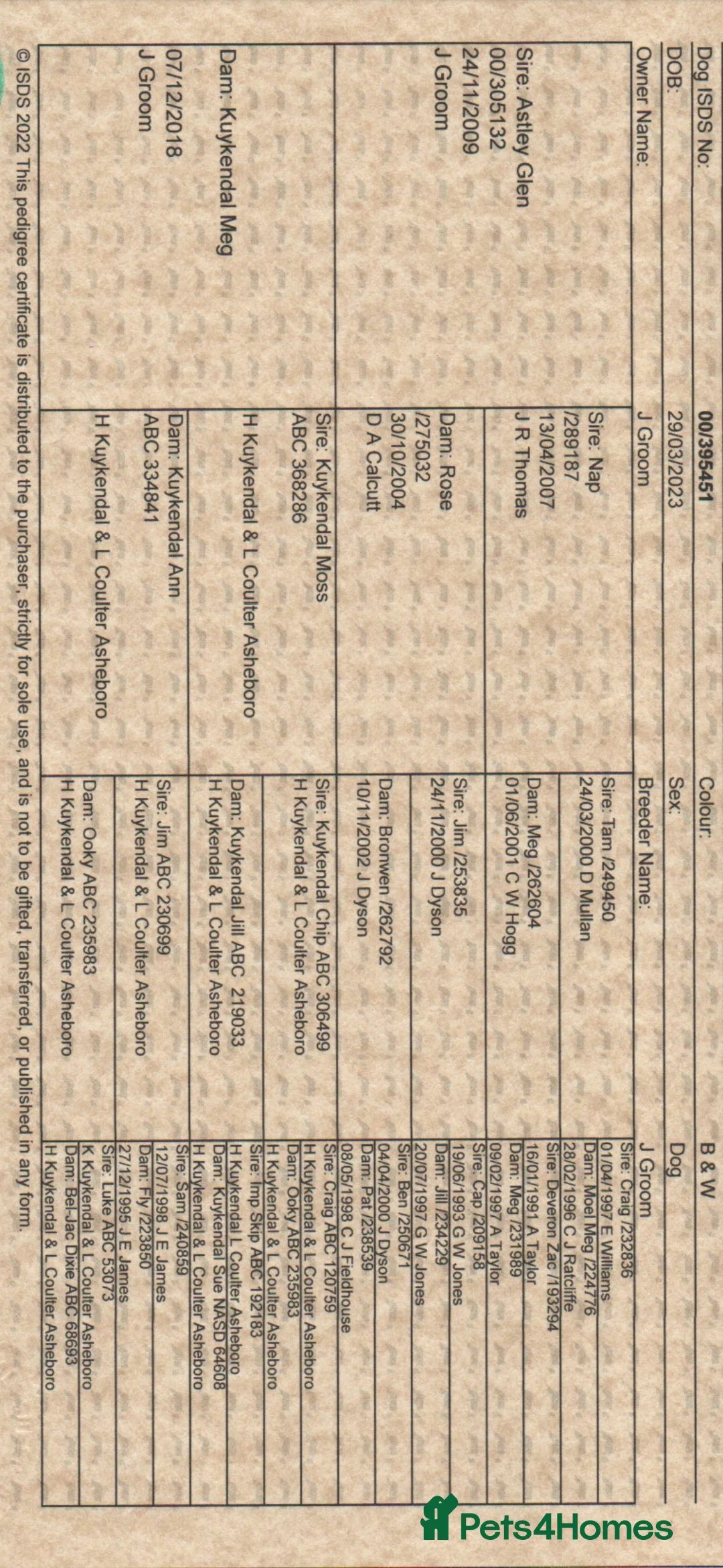 Border Collie dogs for stud: ISDS&KC Fully Tested Border Collie for Stud in Bicester - Advert 23