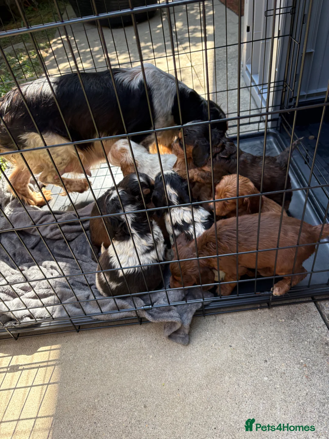 Cocker Spaniel dogs for sale: 9 Gorgeous Cocker Spaniel Puppies For Sale! - Advert 2