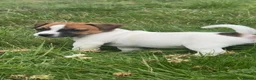 Jack Russell dogs for sale: 5 male Jack Russell puppies ready to go - Advert 29