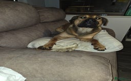 Mixed Breed dogs for sale: 9 month old rottweiler cross looking for new home  - Image 5