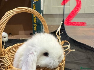 Mini Lop rabbits 5 beautiful mini lops - Advert 8