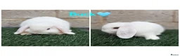 Mini Lop rabbits for sale: Pure breed mini lops  - Advert 8