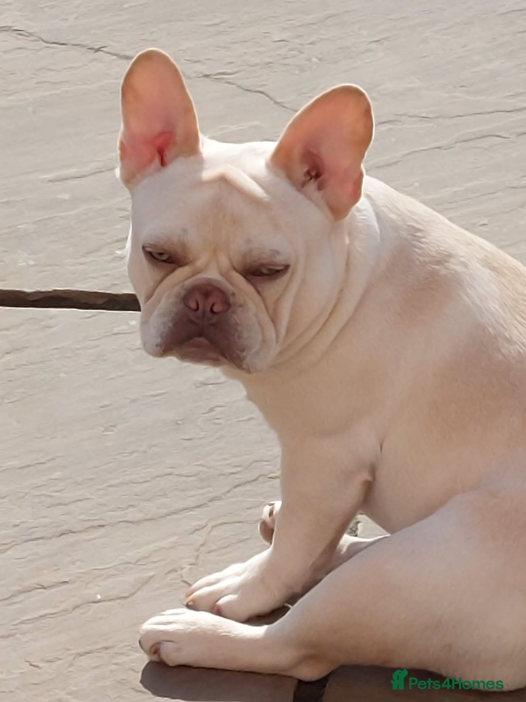 French Bulldog dogs for stud: 5 PANEL HEALTH CLEAR CHARLIE VERY WELL PROVEN! - Image 35
