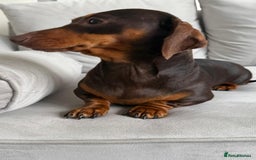 Miniature Dachshund dogs for sale: Beautiful lulu miniature dachshund  - Image 11
