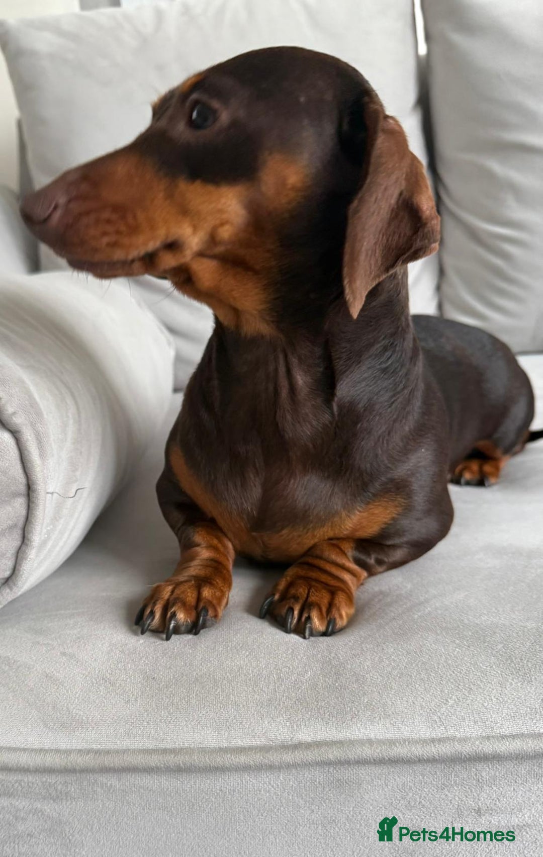 Miniature Dachshund dogs for sale: Beautiful lulu miniature dachshund  - Image 11