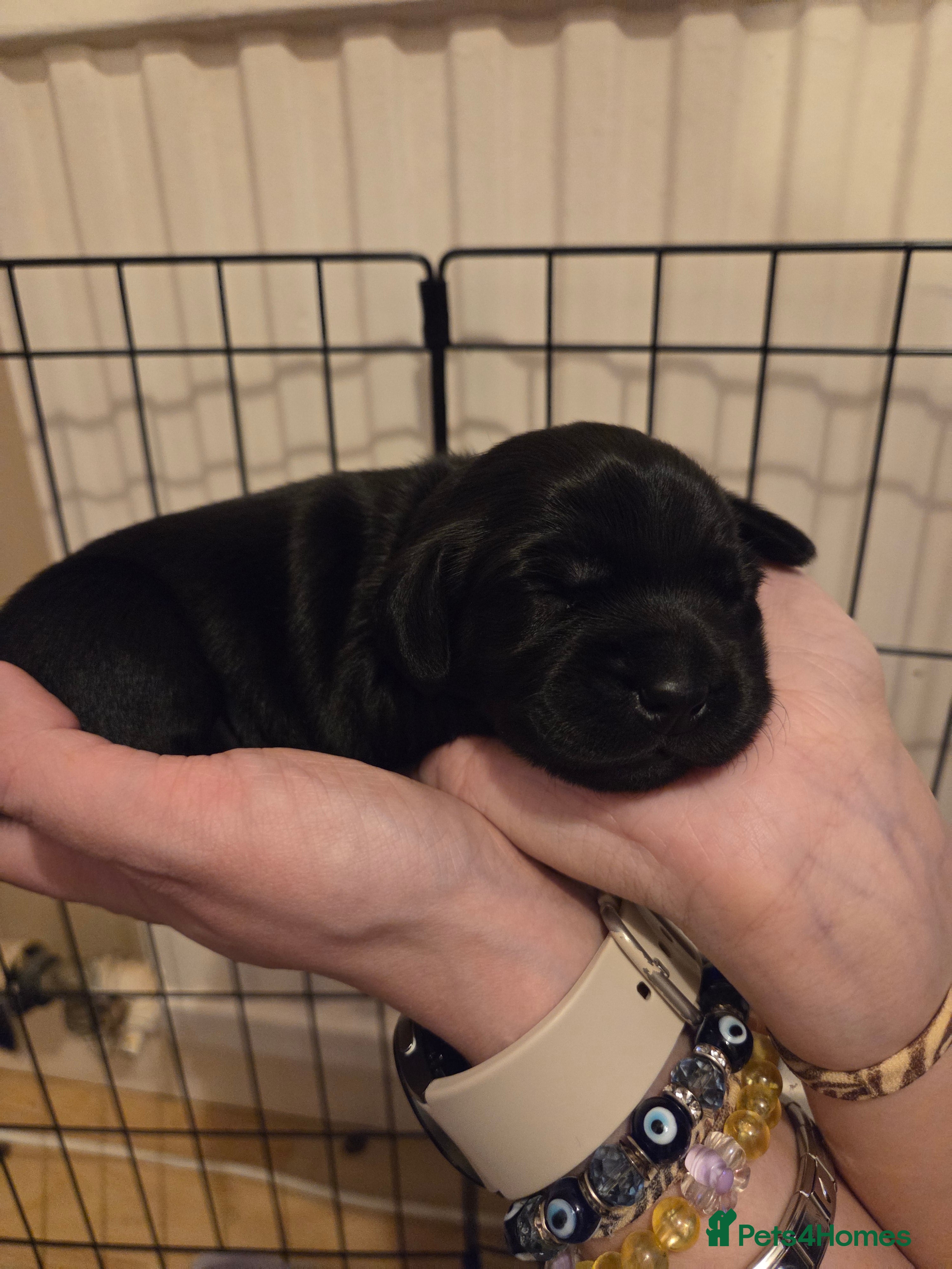 Mixed Breed dogs Docker cocker spaniel x miniature dachshund - Advert 1