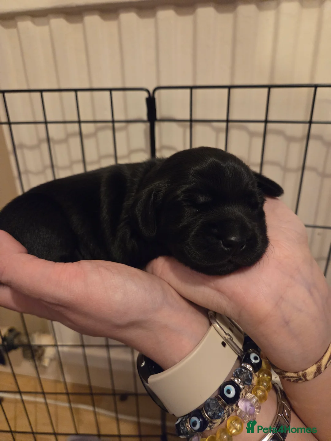 Mixed Breed dogs for sale: Docker cocker spaniel x miniature dachshund - Advert 1