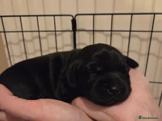 Mixed Breed dogs Docker cocker spaniel x miniature dachshund - Advert 3