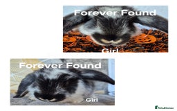 French Lop rabbits for sale: AtoB Lop Heaven - Image 3