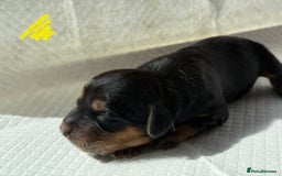 Sprocker dogs for sale: Lovely litter of 5 Sprocker puppies available - Image 3