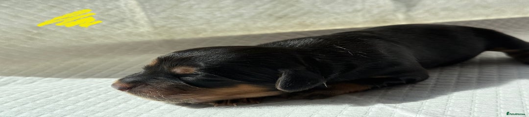 Sprocker Puppy 1