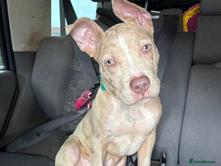 American Bully dogs 5 month old American bully x pocket bully - Advert 17